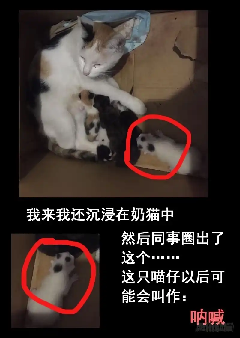 《藏龙卧猫》第一零五话 第10页