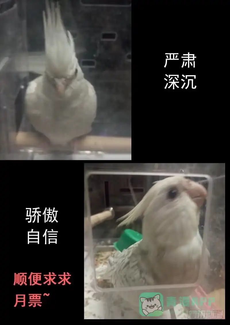 《藏龙卧猫》第一零七话 第11页