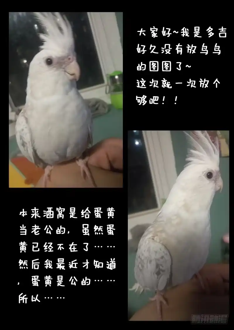 《藏龙卧猫》第一一三话 第10页