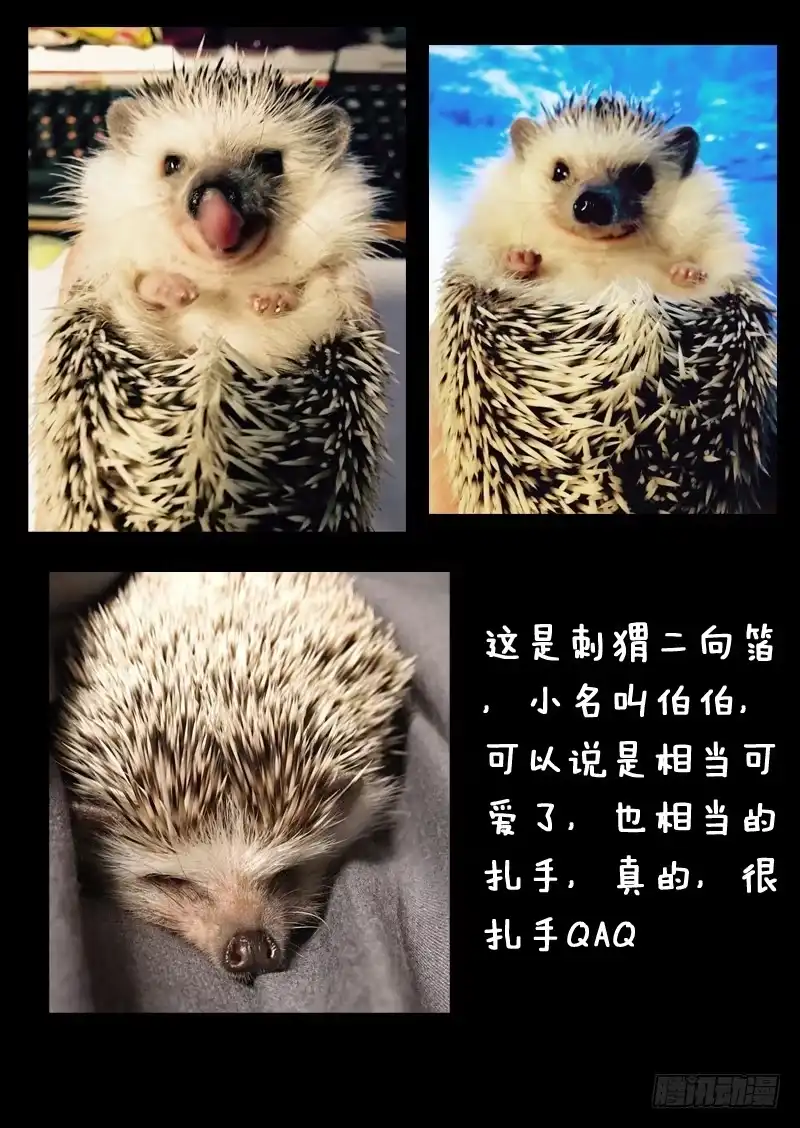《藏龙卧猫》第一一三话 第12页