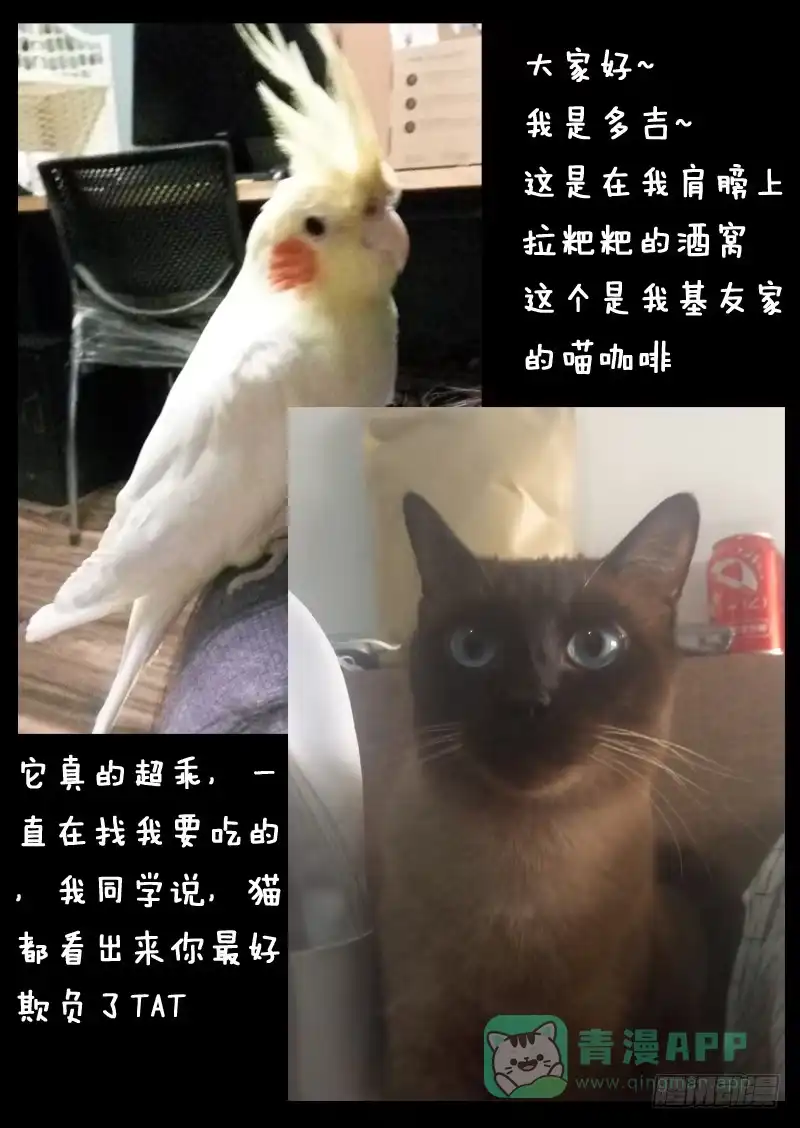 《藏龙卧猫》第一一七话 第11页