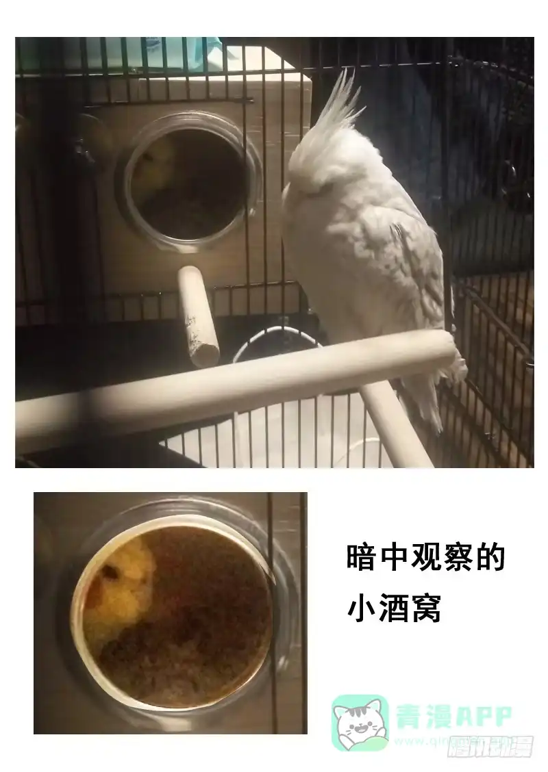 《藏龙卧猫》第一三六话 第16页