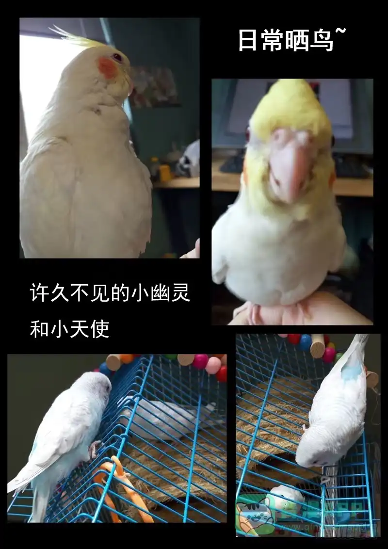 《藏龙卧猫》第二十四话 第16页