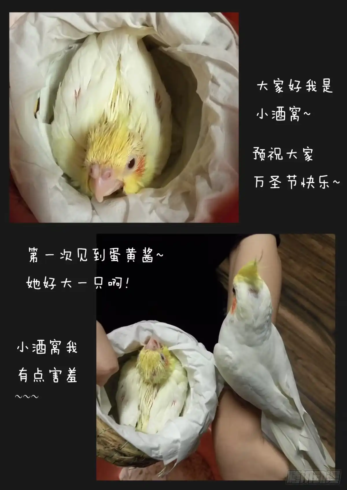 《藏龙卧猫》第四十三话 第10页