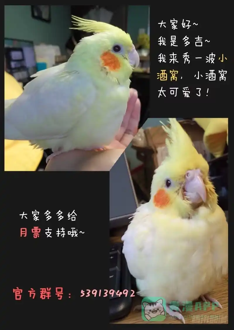 《藏龙卧猫》第四十五话 第11页