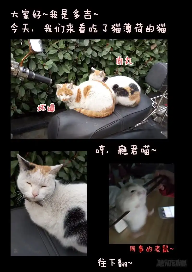 《藏龙卧猫》第四话 第15页