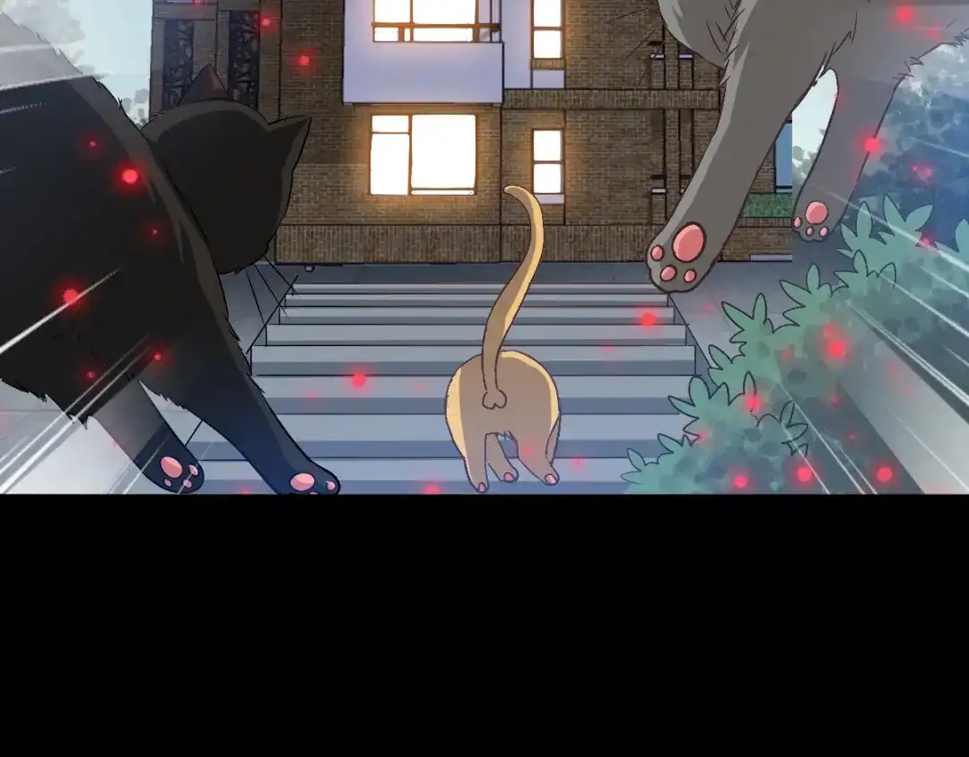 《赤色四叶草》第109话 野猫杀手（4） 第9页