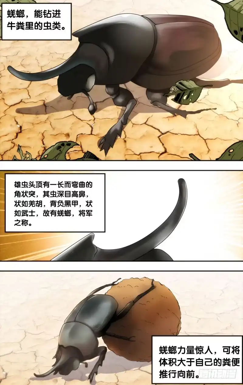 《虫生》12.蜣螂 第2页