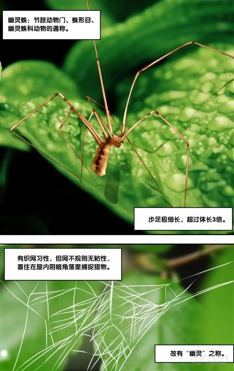 《虫生》145.幽灵蛛 第5页