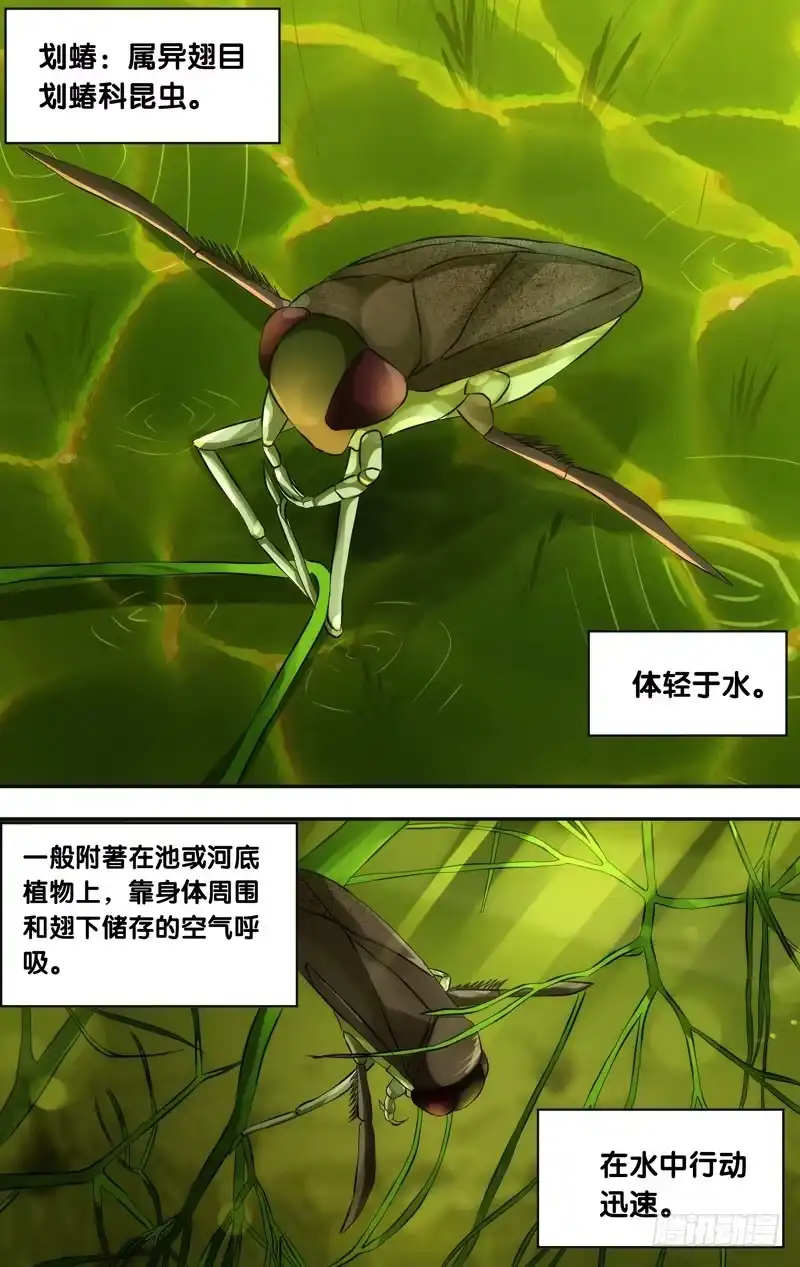 《虫生》30.划蝽 第2页