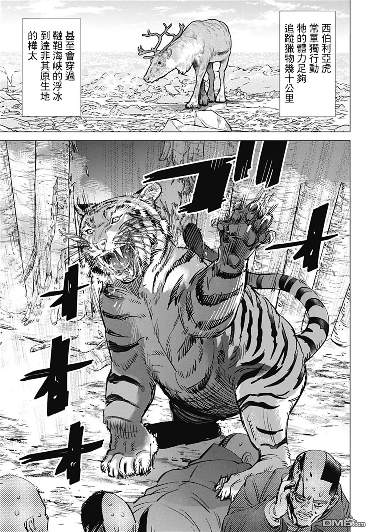 《黄金神威》第181话 西伯利亞虎 第5页
