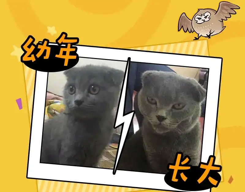 《欢迎来到兽耳庄》四格7 是不是傻 第18页