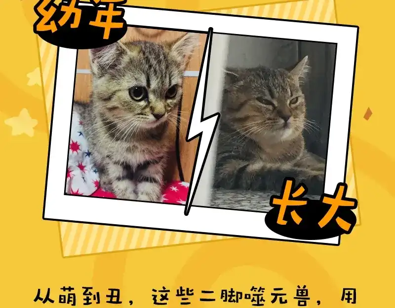 《欢迎来到兽耳庄》四格7 是不是傻 第25页