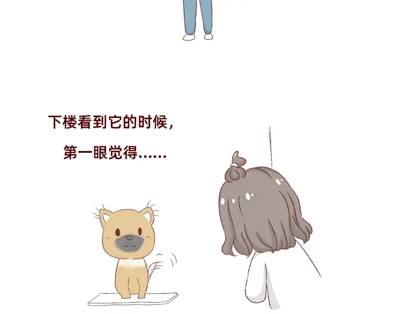 《加零的漫画日记》双11我家来了条单身狗 第7页