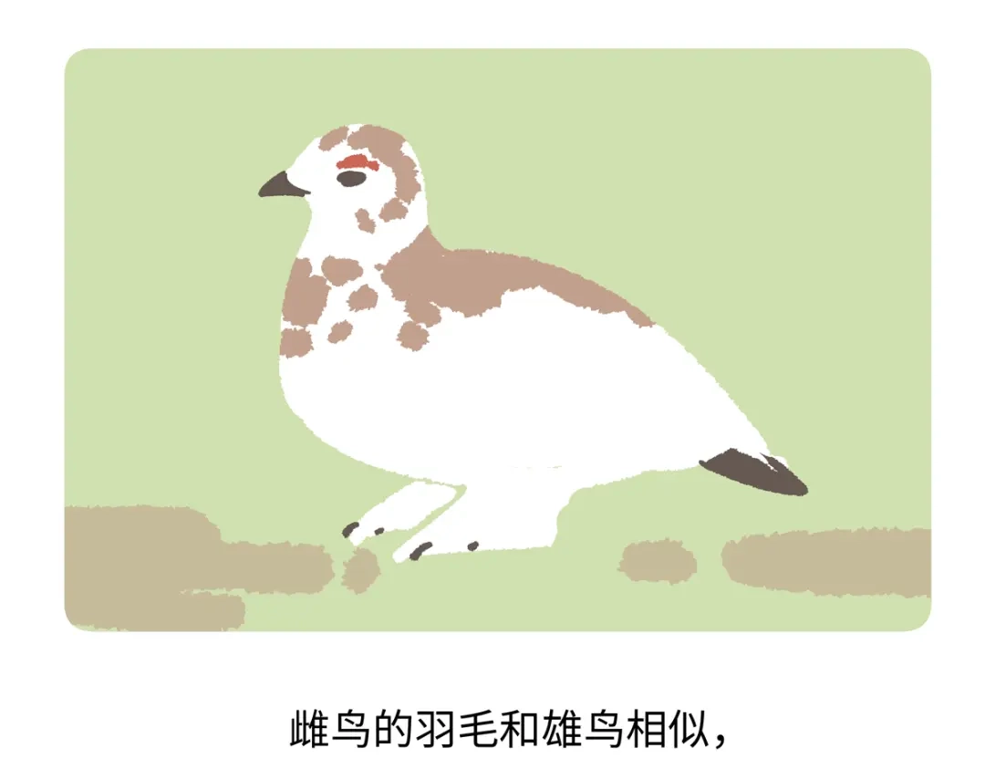《胖达x胖达》第283话 第20页
