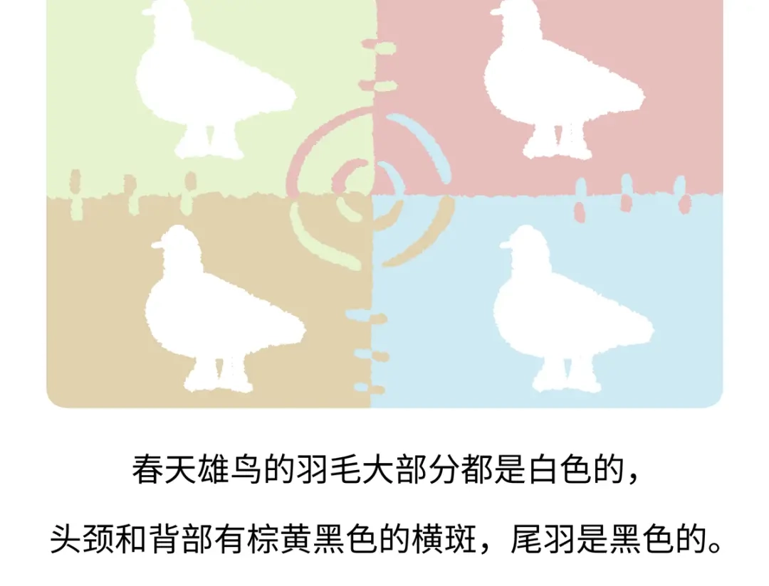 《胖达x胖达》第283话 第19页