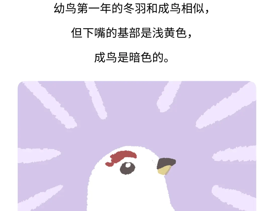 《胖达x胖达》第284话 第29页
