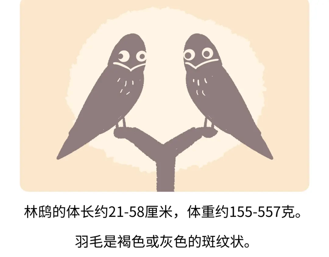 《胖达x胖达》第285话 第19页