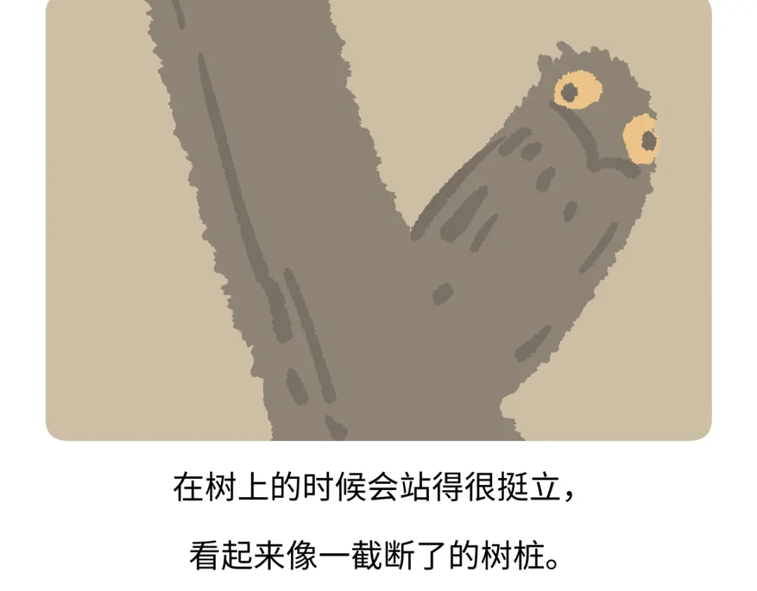 《胖达x胖达》第286话 第25页