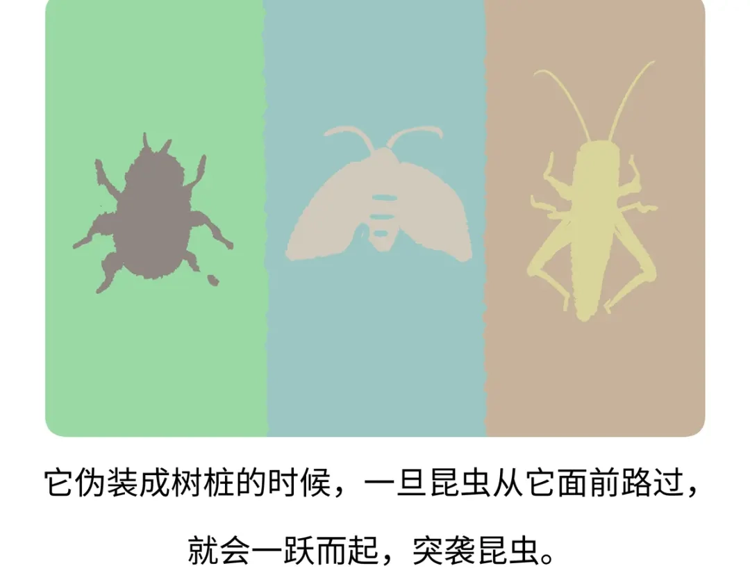 《胖达x胖达》第287话 第19页