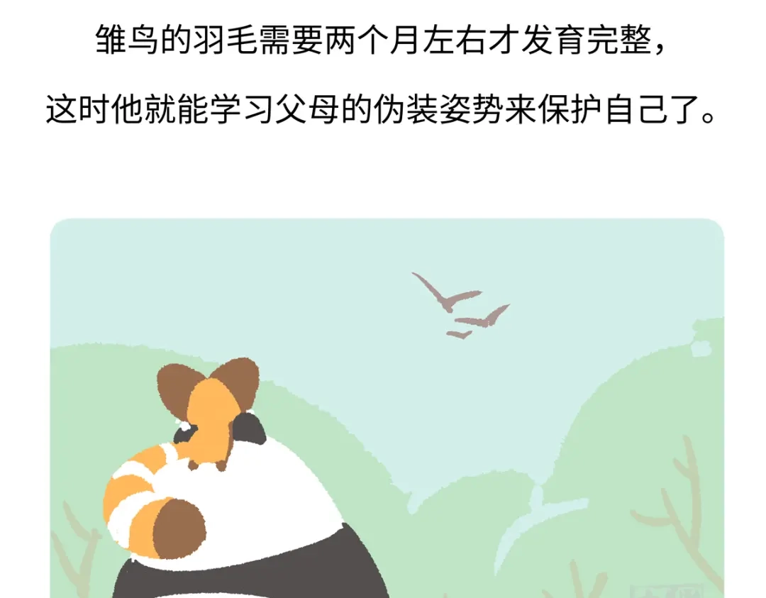 《胖达x胖达》第289话 第27页