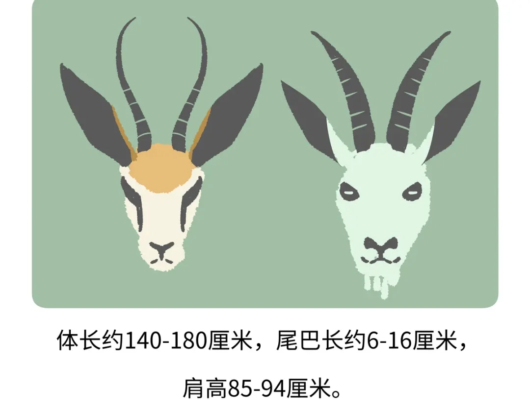 《胖达x胖达》第291话 第21页