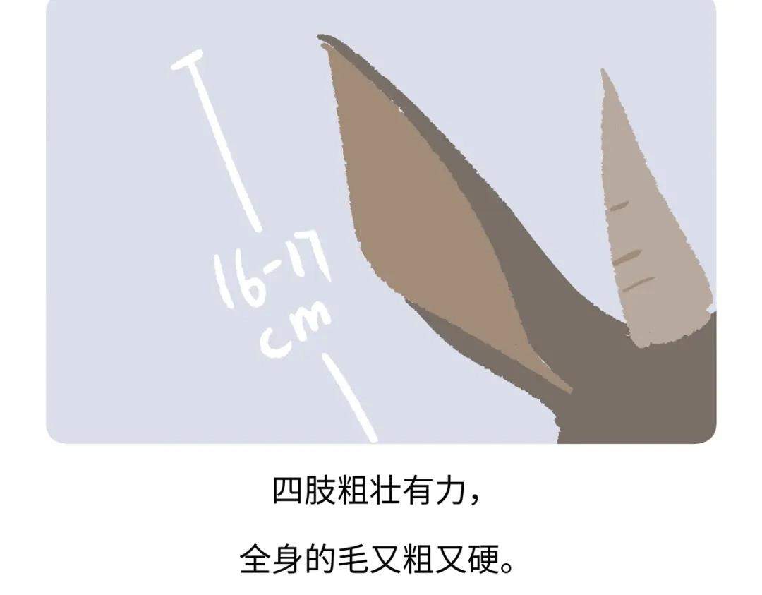 《胖达x胖达》第291话 第28页
