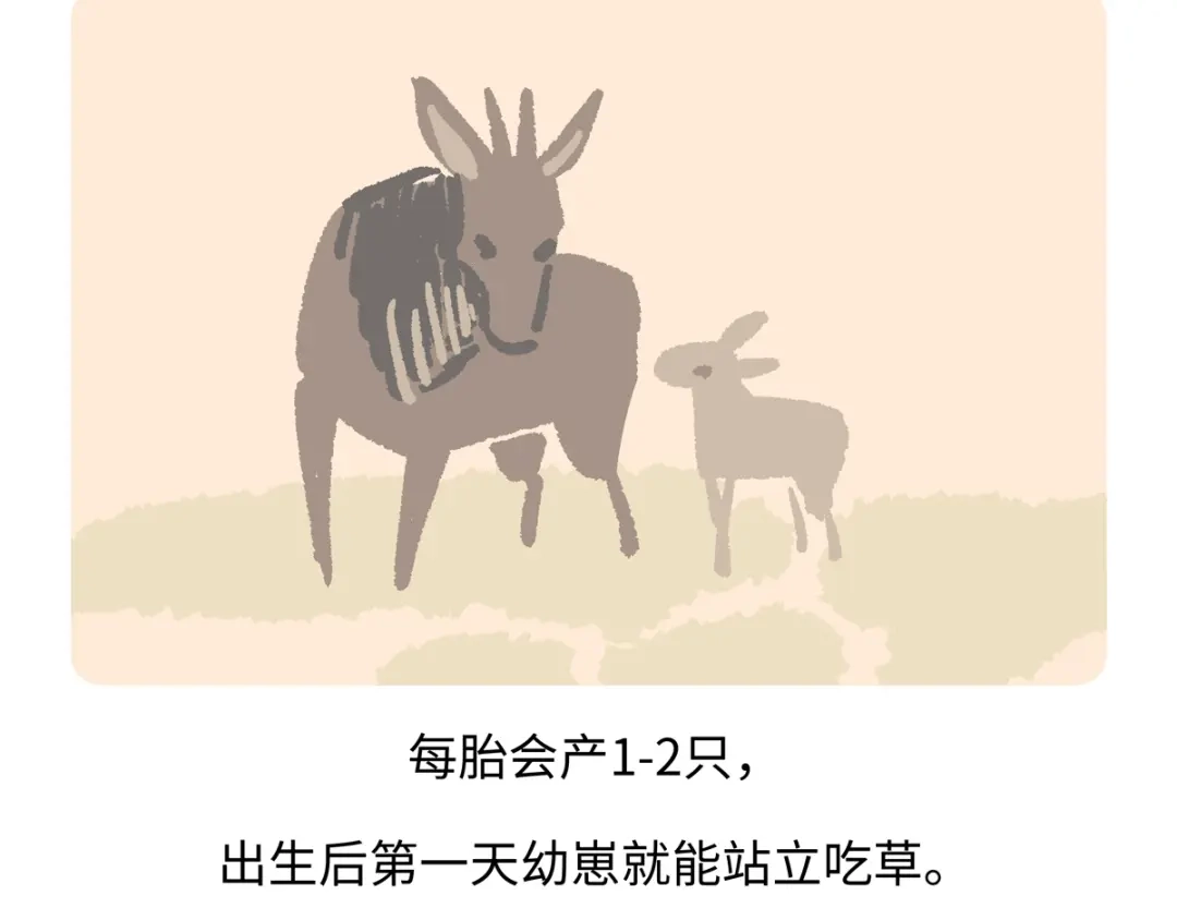 《胖达x胖达》第294话 第19页