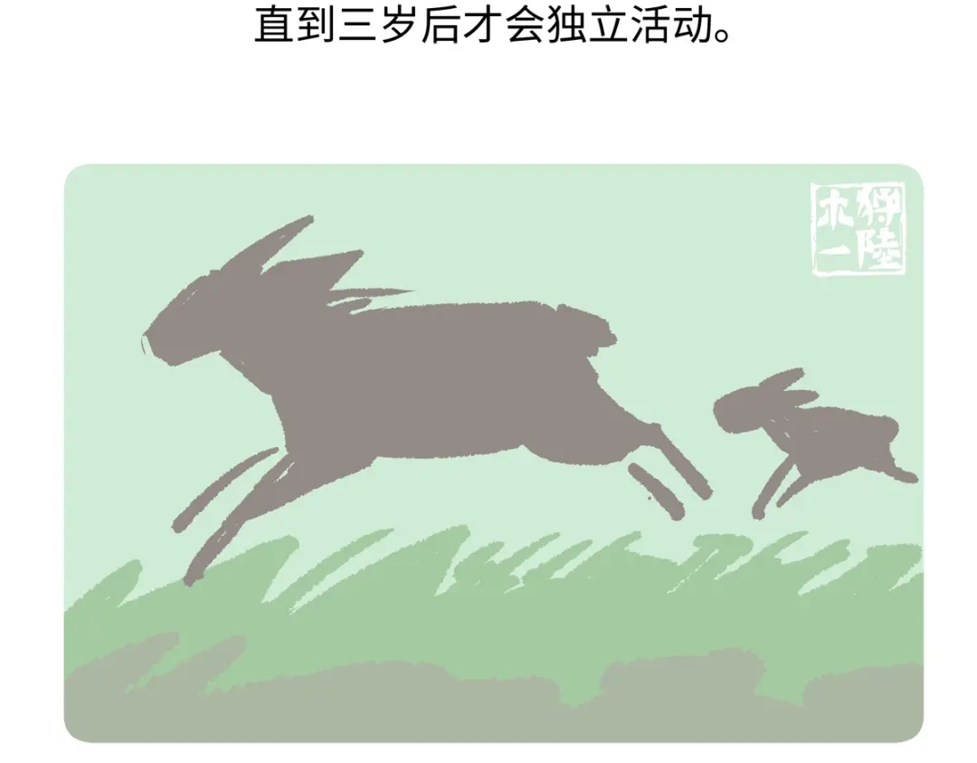 《胖达x胖达》第294话 第21页