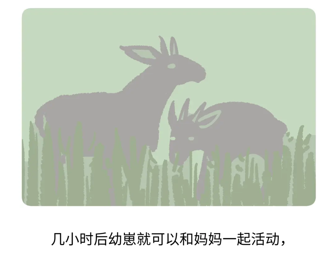 《胖达x胖达》第294话 第20页