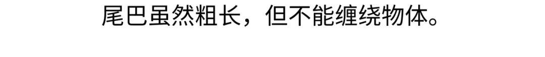 《胖达x胖达》第295话 第24页