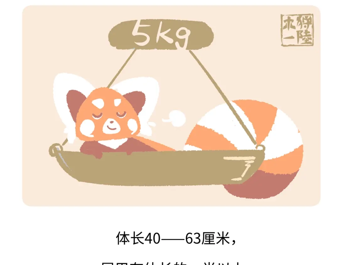 《胖达x胖达》第295话 第22页