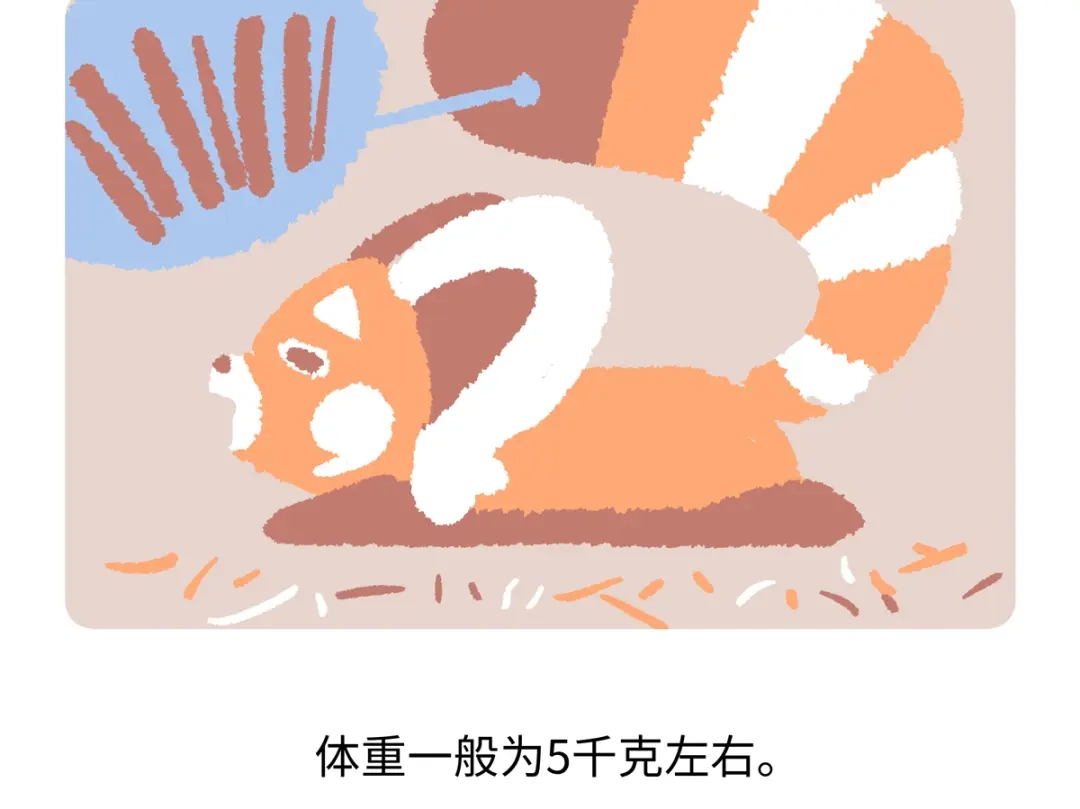 《胖达x胖达》第295话 第21页