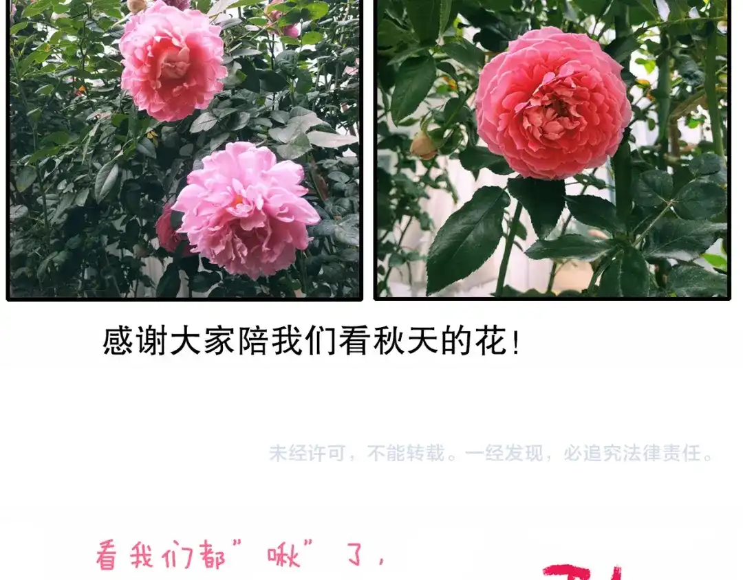 《山神与小枣》第67话 小枣的爱心巧克力 第95页
