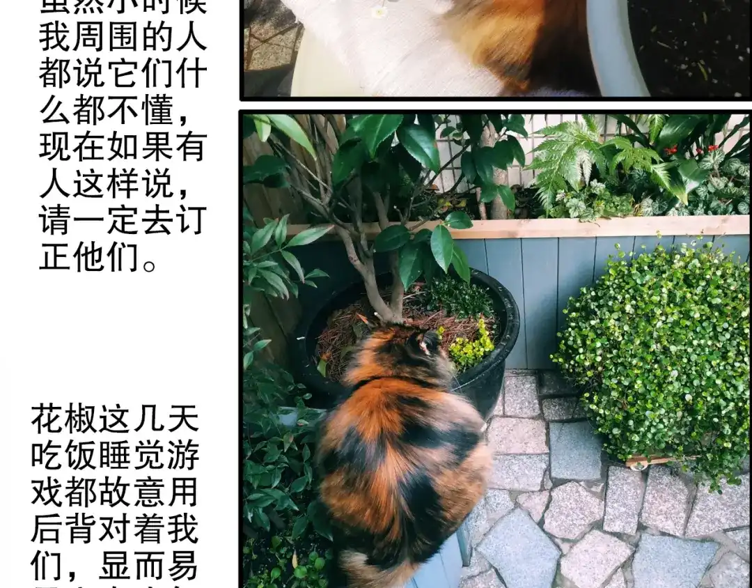 《山神与小枣》第80回 不同于凡间的恋爱 第69页