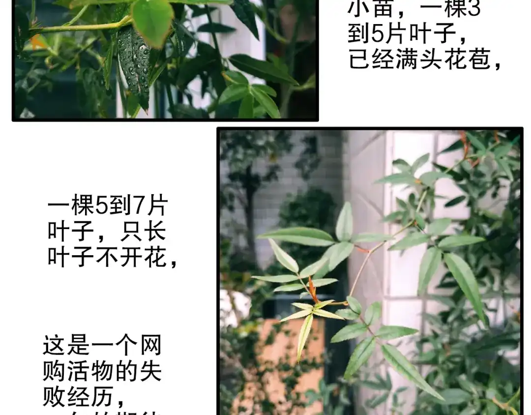 《山神与小枣》第80回 不同于凡间的恋爱 第72页