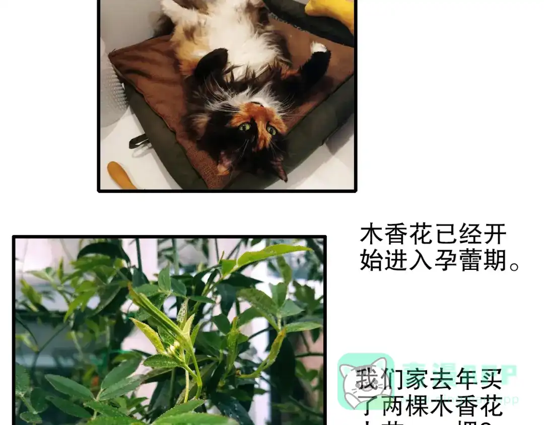 《山神与小枣》第80回 不同于凡间的恋爱 第71页