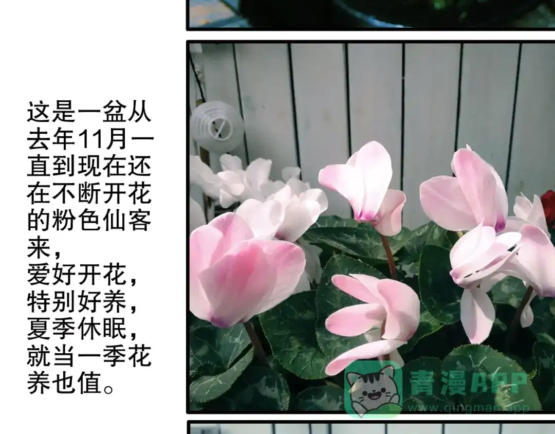 《山神与小枣》第81回 你年纪小以后再说 第71页