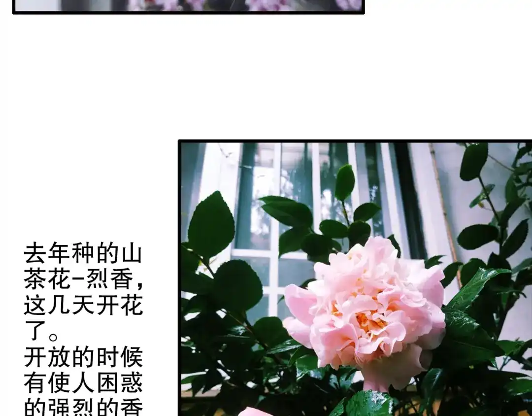 《山神与小枣》第81回 你年纪小以后再说 第69页