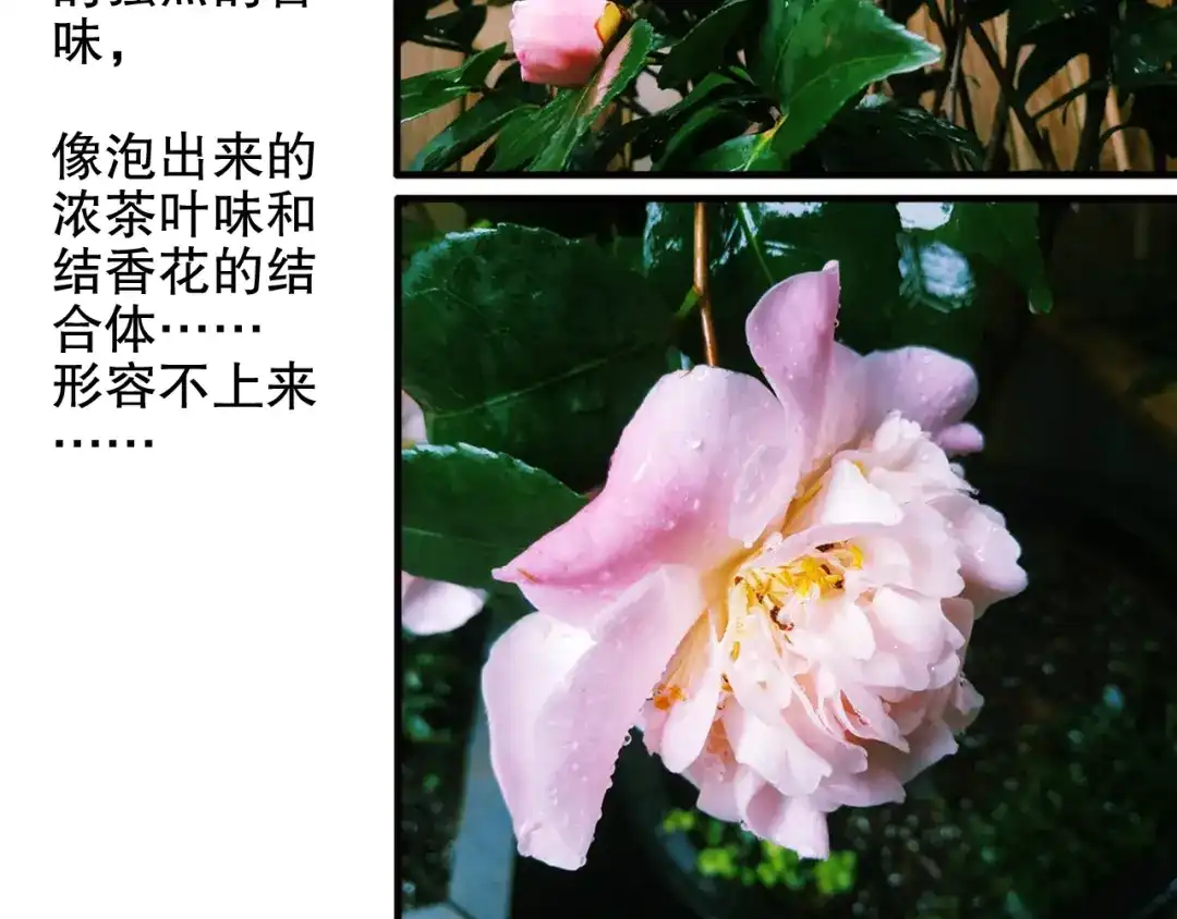 《山神与小枣》第81回 你年纪小以后再说 第70页