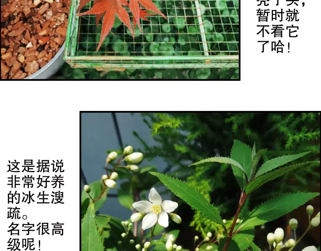 《山神与小枣》第84回 尴尬瞬间被撞见 第84页