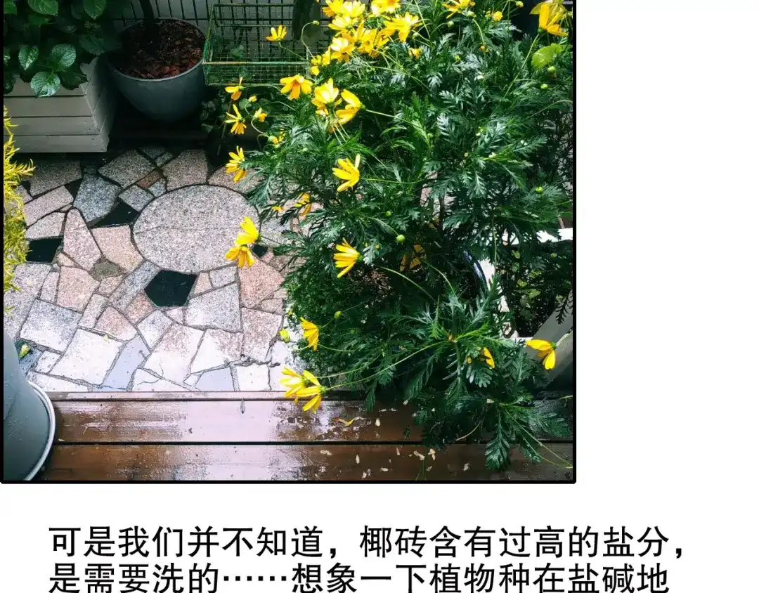 《山神与小枣》第85回 小枣的决定 第97页