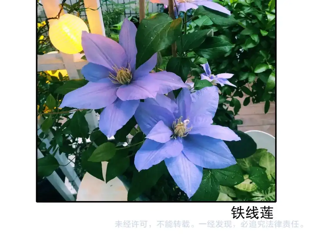 《山神与小枣》第85回 小枣的决定 第99页