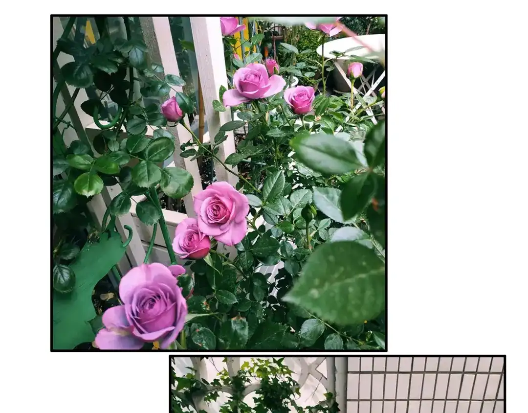 《山神与小枣》第86回 抑郁的福娃 第95页