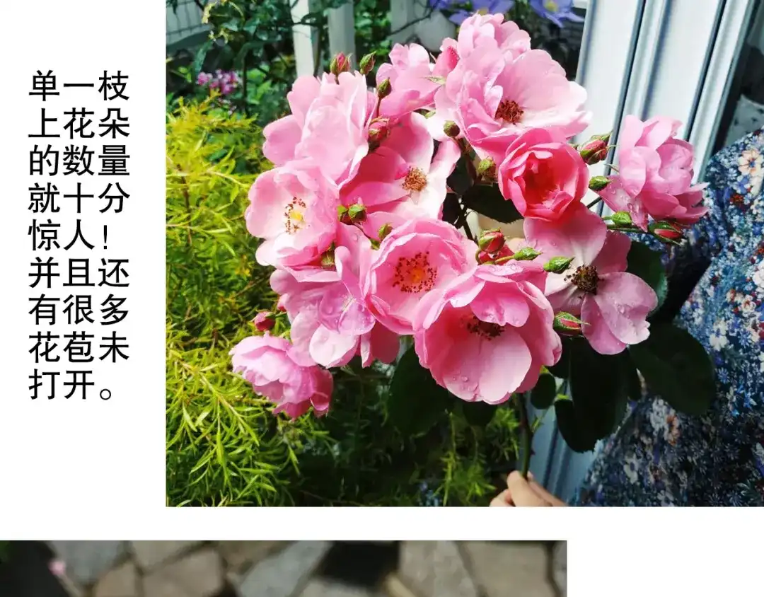 《山神与小枣》第87回 福神花富贵现真身 第87页