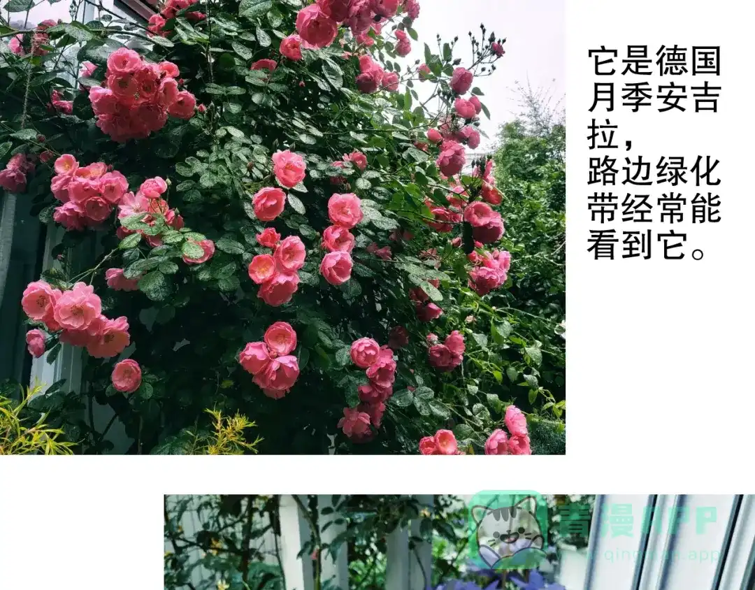 《山神与小枣》第87回 福神花富贵现真身 第86页