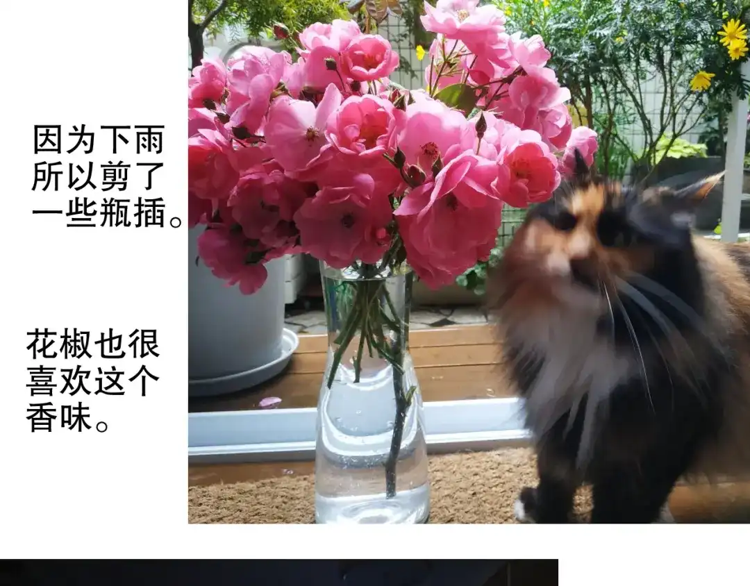 《山神与小枣》第87回 福神花富贵现真身 第89页