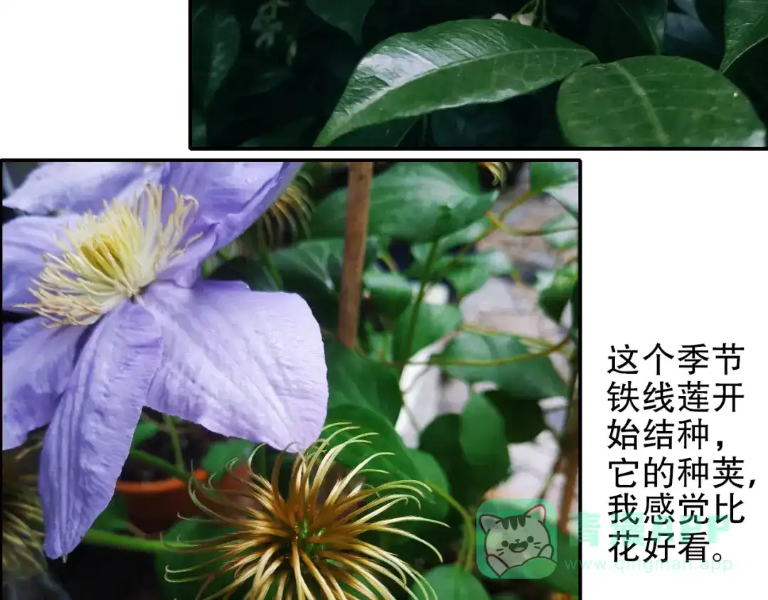 《山神与小枣》第89回 小枣变成长鳞片的怪物 第86页
