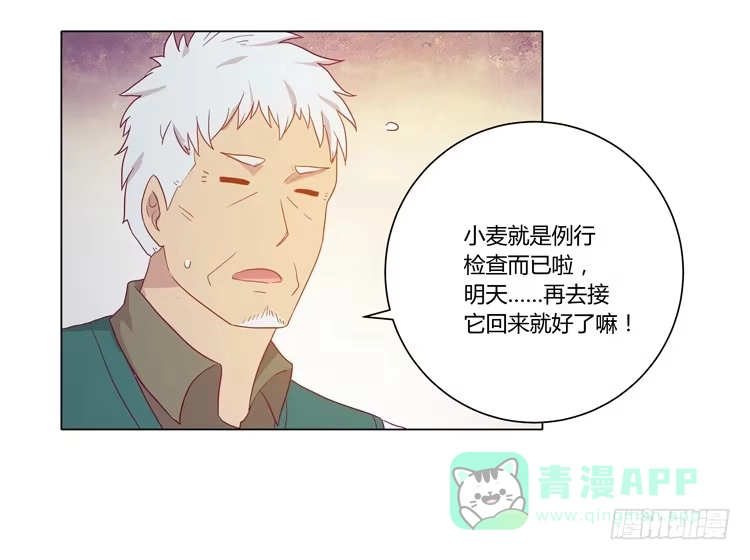 《我与秋田》爷爷，我要见小麦！ 第36页