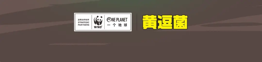 熊猫君&黄逗菌可持续生活志第二季 雨林深处的王者“努卡” 第23页